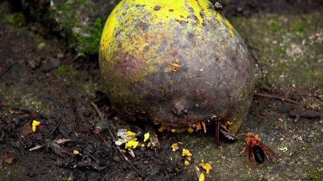 Closeup wildlife video showing a black bellied hornet feeding on a ripped mango lying on the ground during the monsoon season in Himachal Pradesh, India.