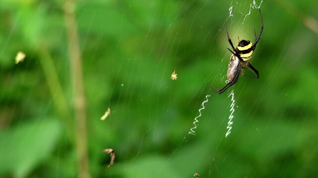 A closeup real-time wildlife video showing a signature spider, Argiope pulchella, catching and immobilizing its prey inside a perfectly structured orb web.