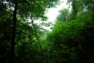 Fototapeta premium Green Forest Understory of Nantahala National Forest, NC