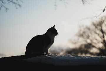 冬場の夕暮れの空を背景にした猫のシルエット
