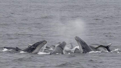 Fototapeta premium Pod of whales surfacing in ocean water