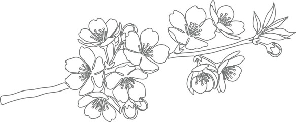 Black and white drawing of a blooming tree branch isolated on transparent background