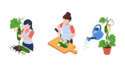 Fototapeta premium Cucumber gardening and preparation: planting, slicing, watering in isometric design