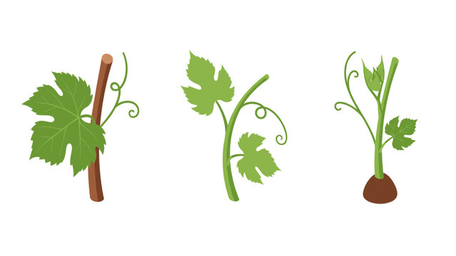 Growth stages of grape vines: young plants with leaves and tendrils