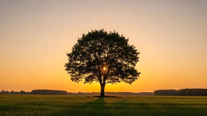 Golden Hour Sunburst Through Solitary Tree Silhouette in a Vibrant Green Field.