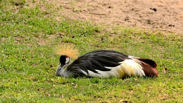 Crested crane