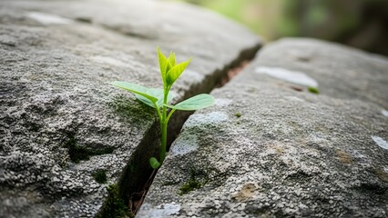 Small green plant growing through crack in large grey stone, whisk_il7105_via_RJ_Whisk_Auto.jpg
