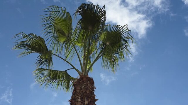Palm in the sky clouds nature sunny beach tree.