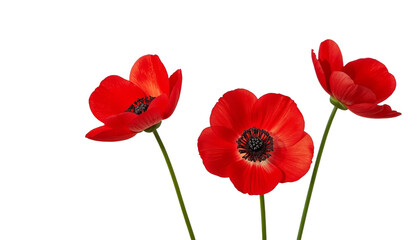 Obraz premium Three vibrant red poppies on transparent background