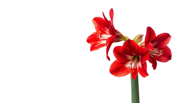 A vibrant red amaryllis flower on transparent background