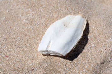 Fragile cuttlebone structure found on tropical beach surrounded by seashells coral fragments and...