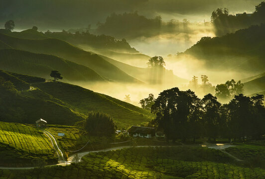 Aerial view of Tea plantations on a misty morning at sunrise, Cameron Highlands, Pahang, Malaysia