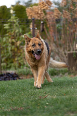 szczęśliwy owczarek niemiecki bawi się w ogrodzie © workszop