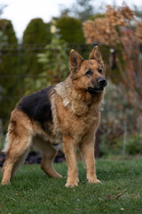 Fototapeta premium szczęśliwy owczarek niemiecki bawi się w ogrodzie