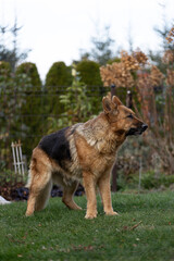Fototapeta premium Happy German Shepherd Playing in Garden Outdoors