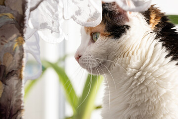 Happy Domestic Cat Sitting on Windowsill Indoors © workszop