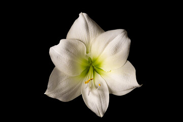 White Amaryllis Flower Isolated on Black Background, Elegant Bloom from Multiple Angles |PNG