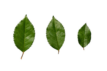 Fototapeta premium Green Leaves Isolated on White Background, Natural Botanical Foliage Texture for Design, Branding and 3D | PNG