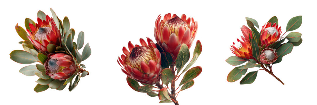 Set of King Protea flower with soft natural lighting on transparent png background. Ai generated