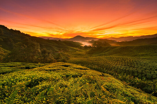 Dramatic red sunrise over Tea plantations in a  rolling landscape, Cameron Highlands, Pahang, Malaysia