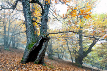 Tronco hueco en el casta&ntilde;o
