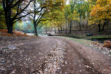 Camino hacia el puente