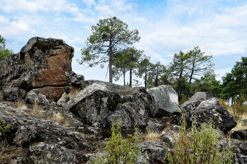 Rocas en el pinar