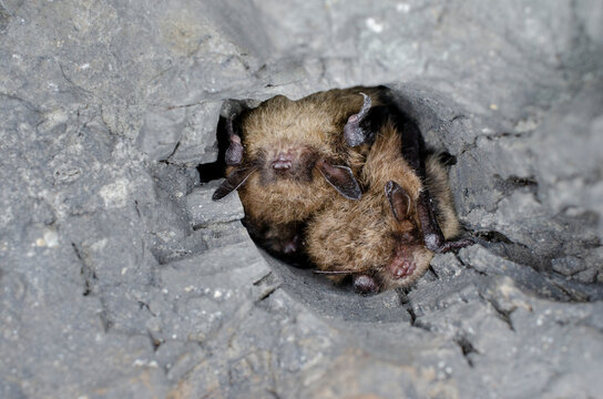 Hibernating Brandt's bat (Myotis brandtii)