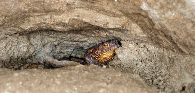 The common toad, European toad (Bufo bufo)
