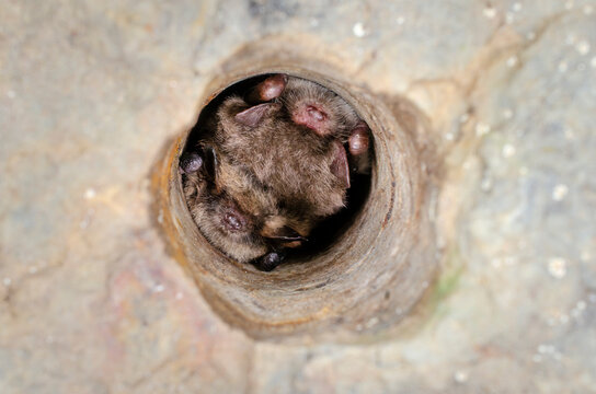 Brandt's bat (Myotis brandtii)