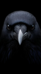 Obraz premium Close-up portrait of a black raven with piercing eyes and a sharp beak against a dark background