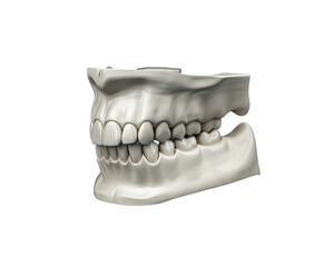 Dental model isolated on transparent background