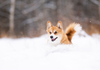 Obraz premium Happy Corgi Dog Running Joyfully Through Deep Snow in a Winter Forest.