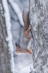 a squirrel with a nut on a tree under falling snow