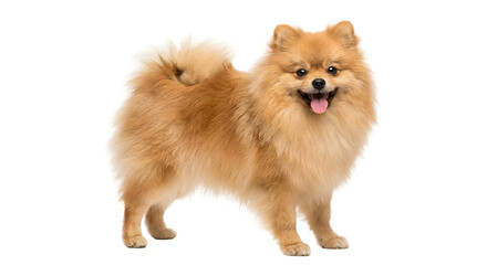 Adorable fluffy golden Pomeranian dog standing happily with an expressive face and tongue out, a charming purebred pet, isolated on transparent background.