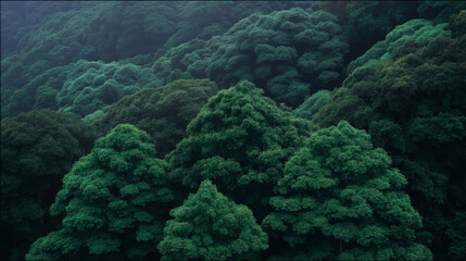 Dense green forest canopy seen from above, lush trees creating a textured natural landscape