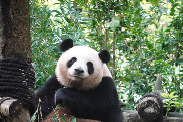 Naklejka premium Sweet Female, Mei Lan, aka Rou Rou, Panda Paradise, China