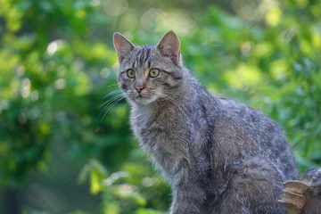 Europäische Wildkatze © Dagmar Gärtner