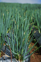 Obraz premium Photo of leek plantations in the hills of Indonesia