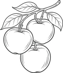 Black and white line of three ripe apples hanging from a tree branch with leaves Keywords