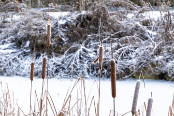 Verschneites Schilf mit Eisfl&auml;che im Hintergrund