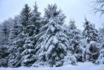 Fototapeta premium Snow-Covered Coniferous Trees in the Palatinate Forest Winter