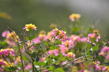 Obraz premium Pink and yellow Lantana 
