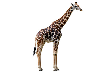 Naklejka premium Full body shot of a giraffe with a long neck