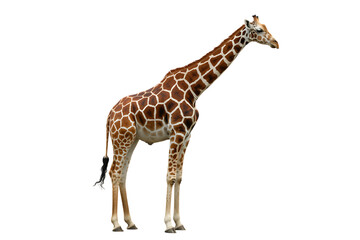 Naklejka premium Full body portrait of a giraffe with a transparent background