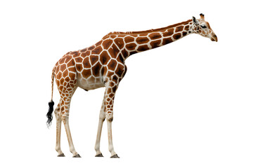 Obraz premium Giraffe with long neck
