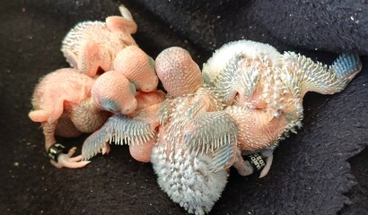 Baby Budgerigar Chicks © Fouad