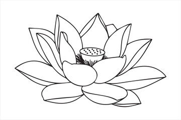 Fototapeta premium Elegant line drawing of a lotus flower Vector
