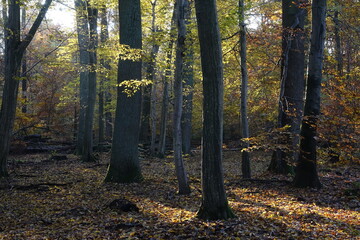 Fototapeta premium Sonne im Herbstwald