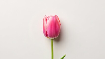 Single vibrant pink tulip stands tall against a clean white background, symbolizing spring and new beginnings.